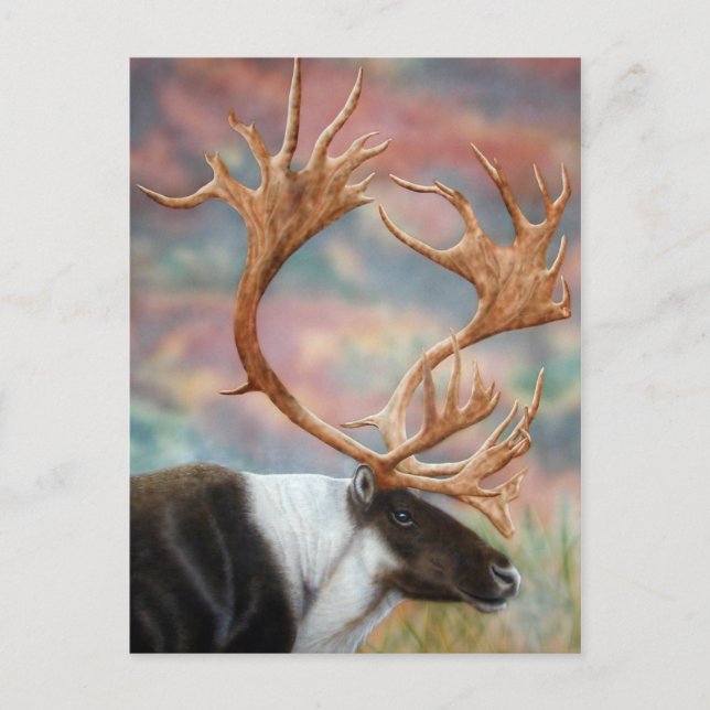 Postal Caribou (Anverso)