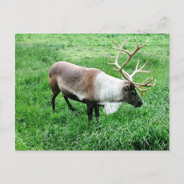 Postal Caribou (Anverso)