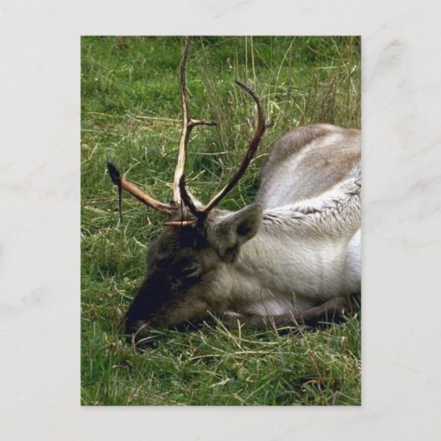 Postal Caribou (Anverso)