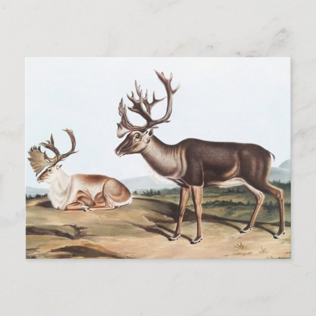 Postal Caribou, American Rein Deer (Tarandus furcifer) (Anverso)