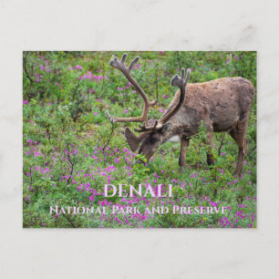 Postal Caribou Bull Grazing, Parque Nacional Denali, AK