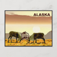 Caribou Duel - Alaska