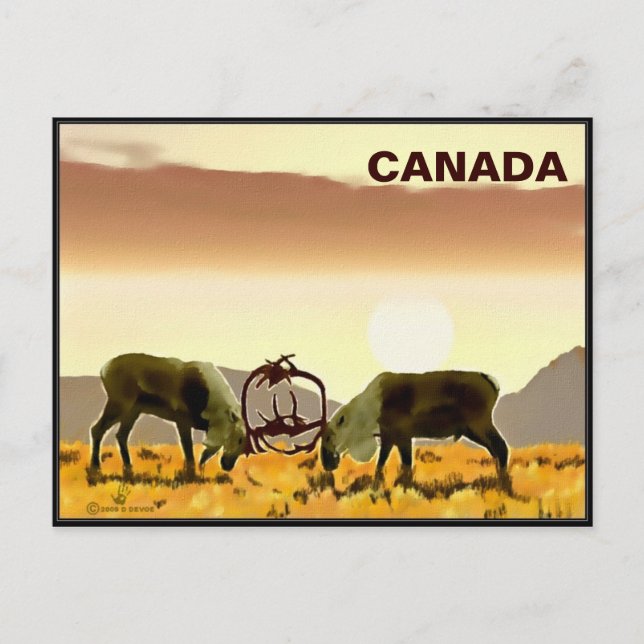 Postal Caribou Duel - Canadá (Anverso)