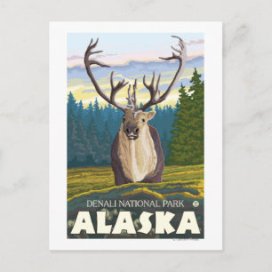 Postal Caribou en el Parque Nacional Wild - Denali,
