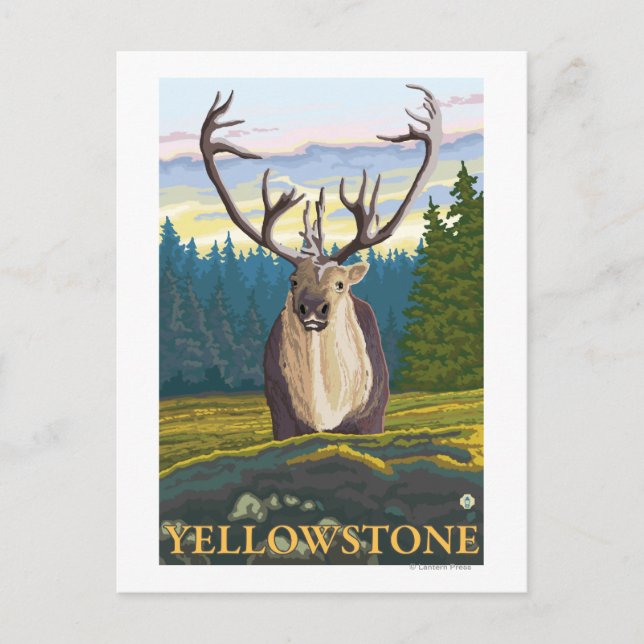 Postal Caribou in Wild - Yellowstone National (Anverso)