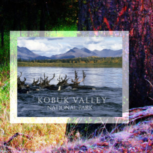 Postal Caribou Migrando a través del río Kobuk, Alaska