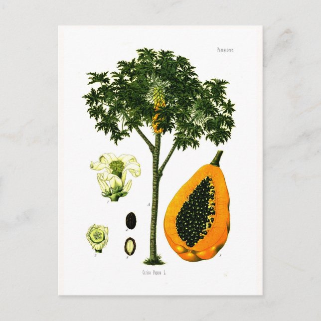 Postal Carica papaya (Papaya) (Anverso)