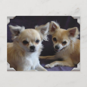 Postal Caricatura de humor chien chihuahua postale