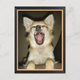 Postal Caricatura de humor chien chihuahua postale