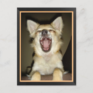 Postal Caricatura de humor chien chihuahua postale