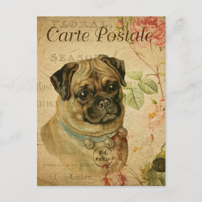 Postal Caricatura francesa con flor de perro de pug vinta (Anverso)
