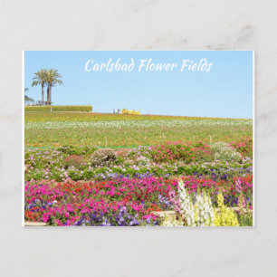 Postal Carlsbad Flower Fields Postcard