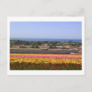 Postal Carlsbad Flower Fields Postcard