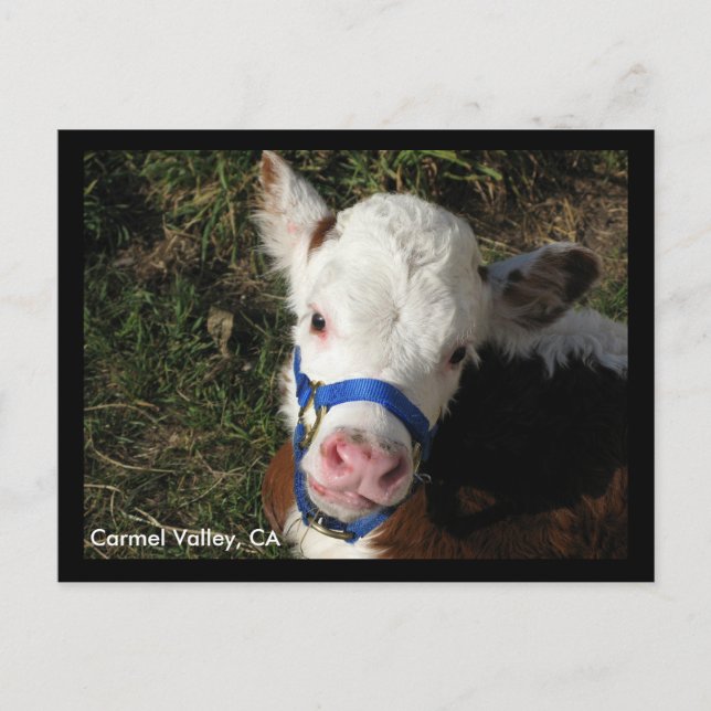 Postal Carmel Valley, CA Postcard (Anverso)