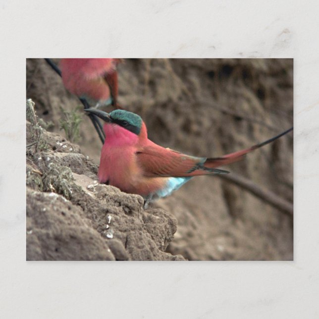 Postal Carmine Bee-Eater (Anverso)