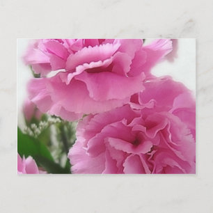 Postal Carnaciones rosadas 1