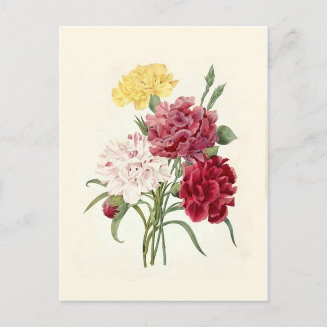 Postal Carnations de Pierre-Joseph Redouté (Anverso)