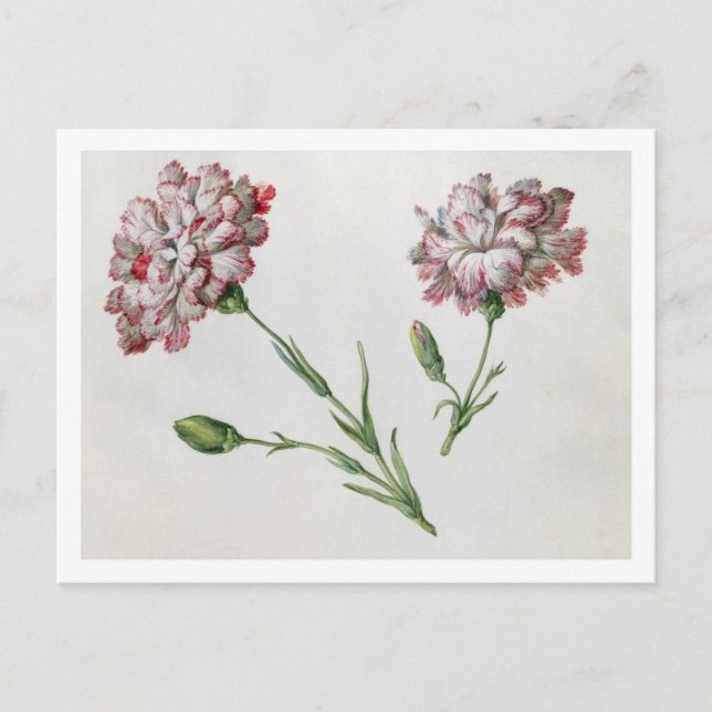 Postal Carnations (p/c sobre papel) (Anverso)