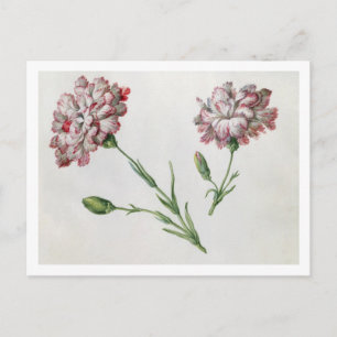 Postal Carnations (p/c sobre papel)