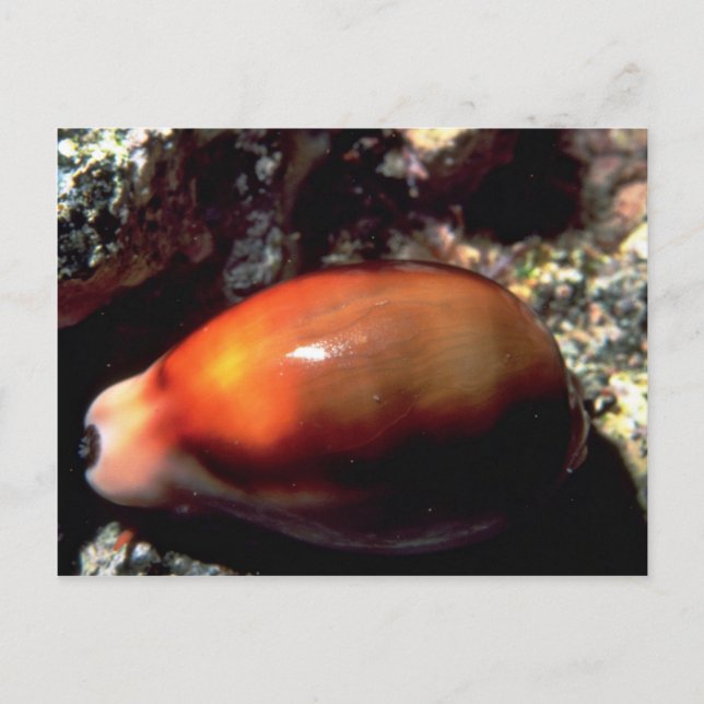 Postal Carne de castaño (Cypraea spadicea) (Anverso)