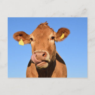 Postal Carne de vacuno Escocia Postcard