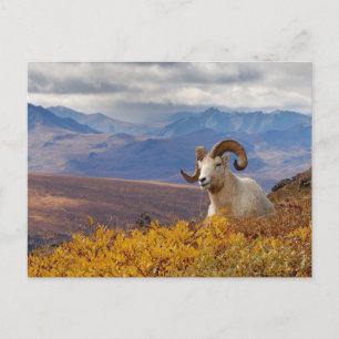Postal carnero de Dall, Ovis dalli