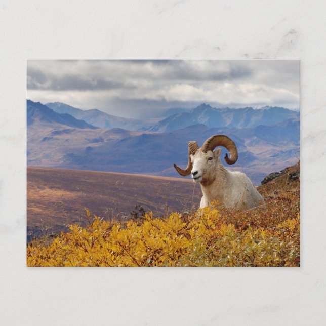 Postal carnero de Dall, Ovis dalli (Anverso)