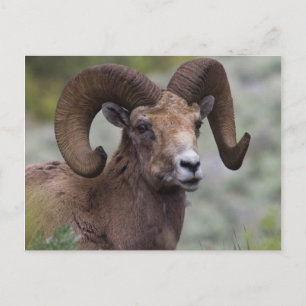 Postal Carnero de oveja Bighorn de la montaña rocosa