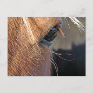 Postal Cárnico de Escocia