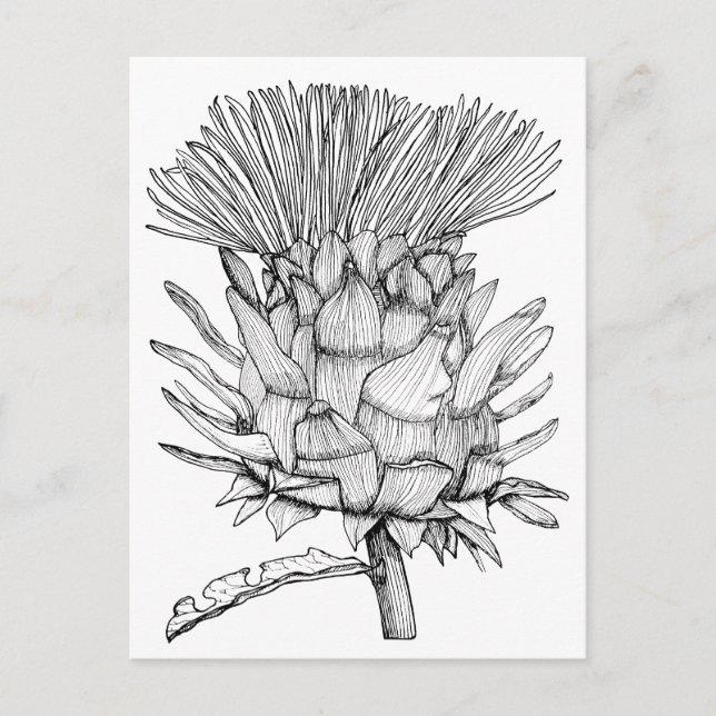 Postal Caro el cardoon (Anverso)