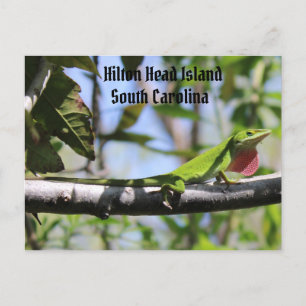 Postal Carolina Anole Hilton Head Island