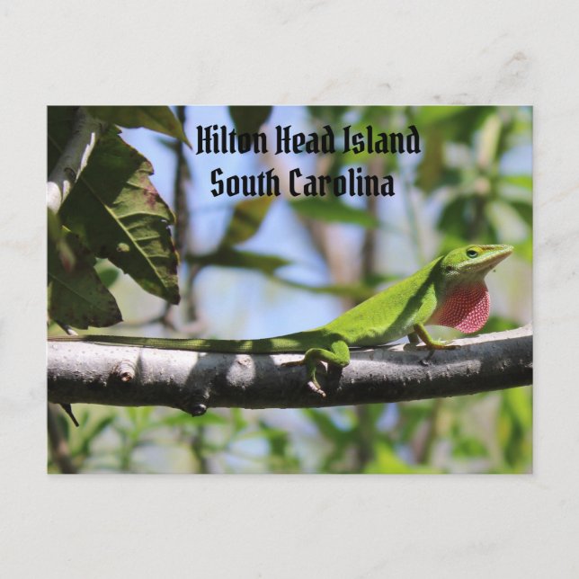 Postal Carolina Anole Hilton Head Island (Anverso)