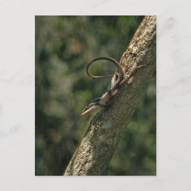 Postal Carolina Anole Lizard Postcard (Anverso)