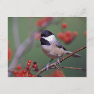 Postal Carolina Chickadee