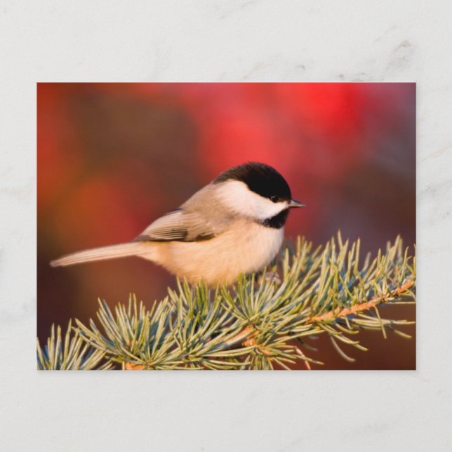 Postal Carolina Chickadee en el Cedar del Atlas Azul (Anverso)