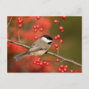Postal Carolina Chickadee sobre arbusto común de invierno