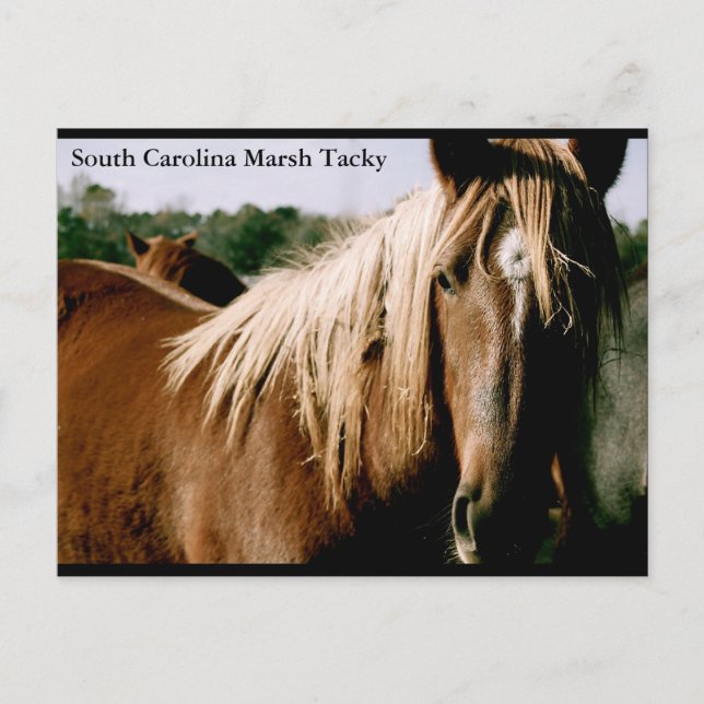Postal Carolina del Sur Marsh Tacky (Anverso)