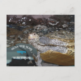 Postal Carolina Diamondback Terrapin