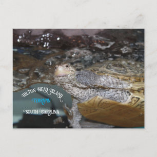 Postal Carolina Diamondback Terrapin