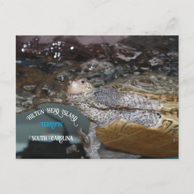 Postal Carolina Diamondback Terrapin (Anverso)
