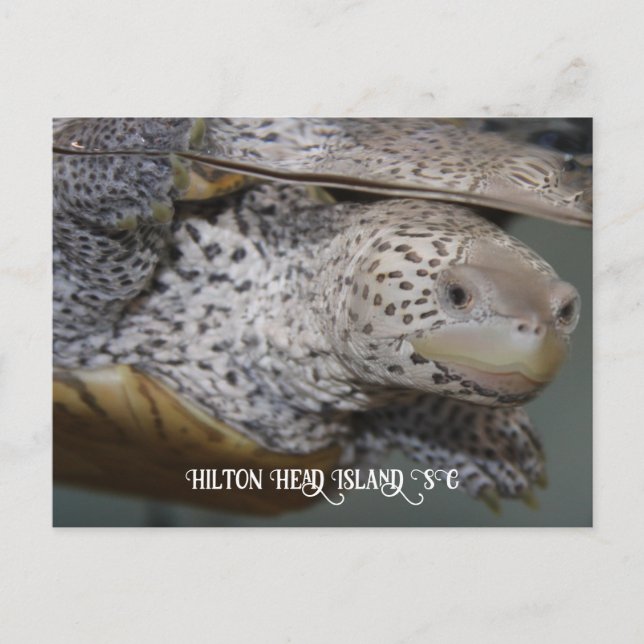 Postal Carolina Diamondback terrapin 2 (Anverso)