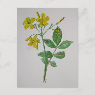 Postal Carolina Jasmine Botanic Art