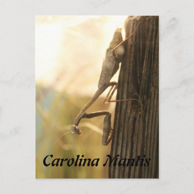 Postal Carolina Mantis (Anverso)