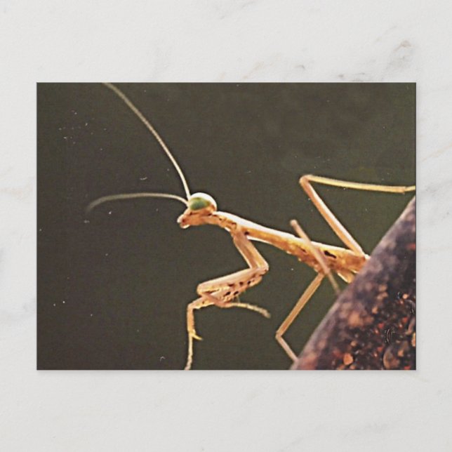 Postal Carolina Mantis (Anverso)