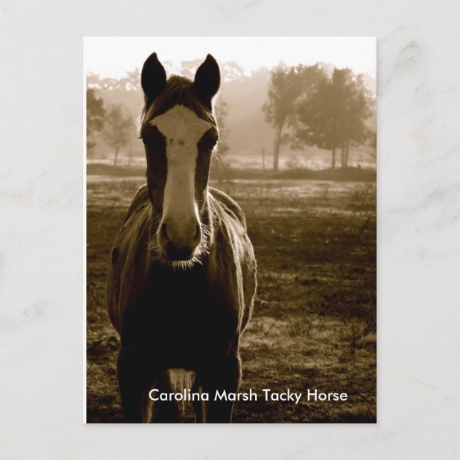 Postal Carolina Marsh Tacky Horse (Anverso)