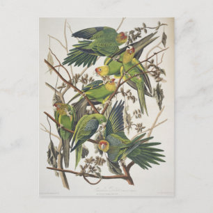 Postal Carolina Parakeet, de 'Birds of America', 1829