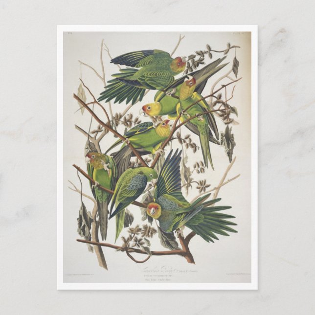 Postal Carolina Parakeet, de 'Birds of America', 1829 (Anverso)