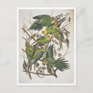 Postal Carolina Parakeet, de 'Birds of America', 1829