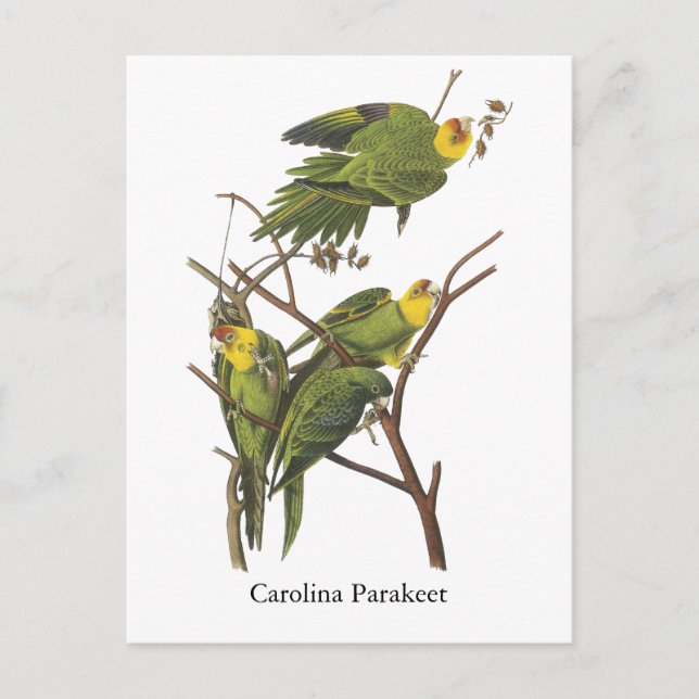 Postal Carolina Parakeet, John Audubon (Anverso)