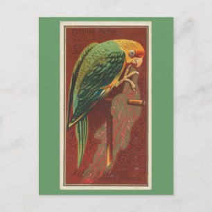 Postal Carolina Parrot